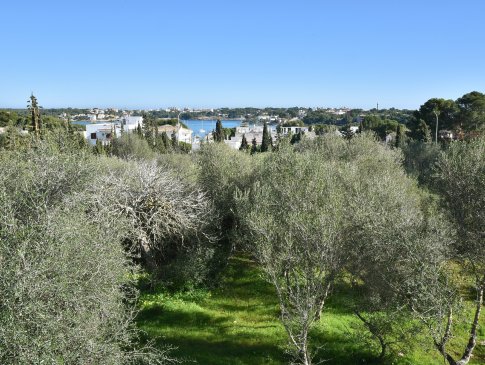 Angrenzender Olivenhain und Blick zum Naturhafen von Portocolom, Villa Colom, Portocolom